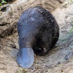 La caratteristica coda del castoro - Foto Beaver Trust